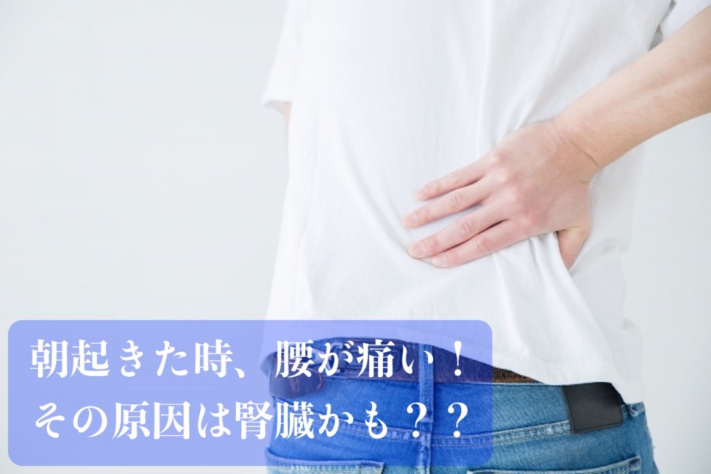 朝の腰の痛み その原因は腎臓!?